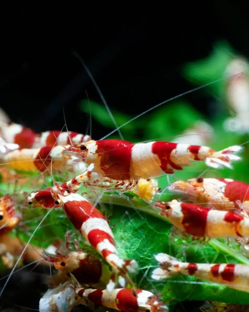 Crystal Red Shrimp