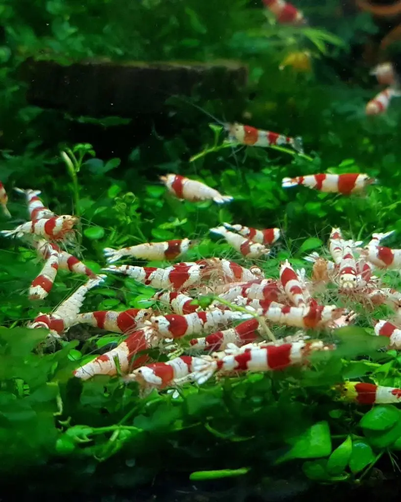 Crystal Red Shrimp Kasperindo